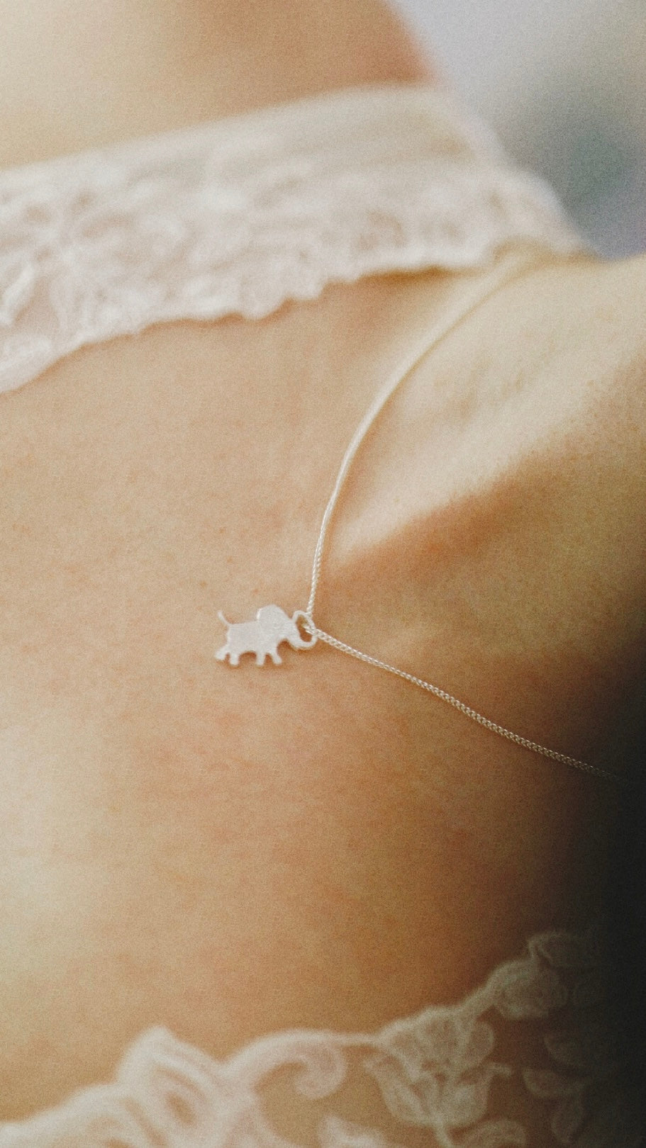 Elefant Ambo